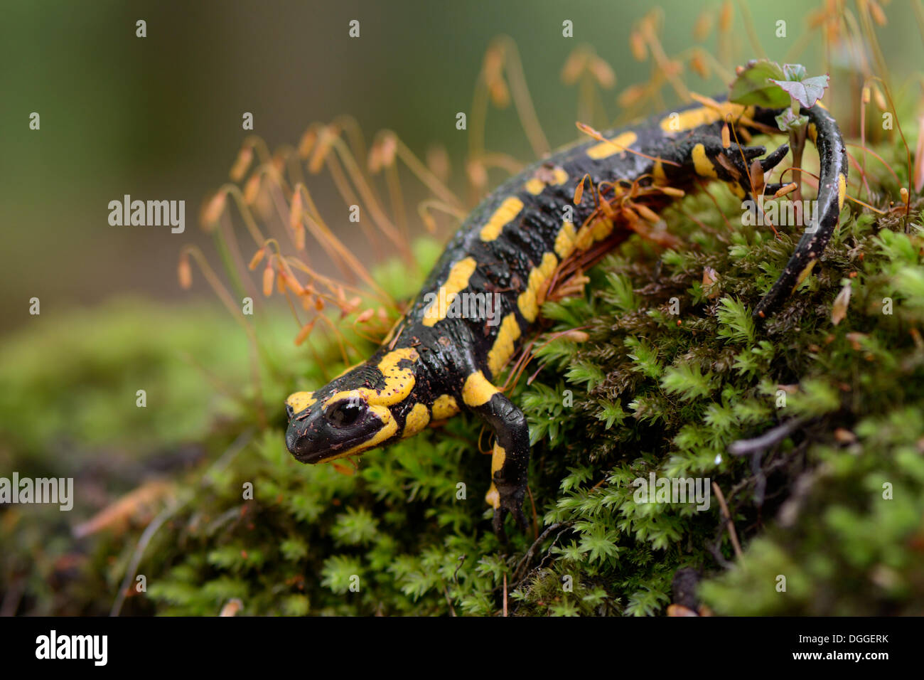 (Salamandra salamandra Salamandre de feu), adulte, sur la mousse, Dortmund, Ruhr, Rhénanie du Nord-Westphalie, Allemagne Banque D'Images