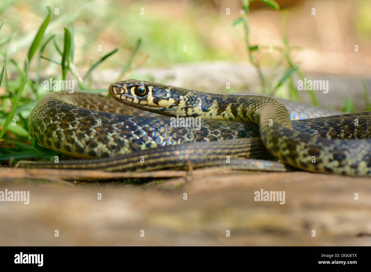 Yellow-green Snake Whip Whip de l'Ouest ou serpent (Hierophis viridiflavus), Corippo, Valle Verzasca, Canton Tessin, Suisse Banque D'Images