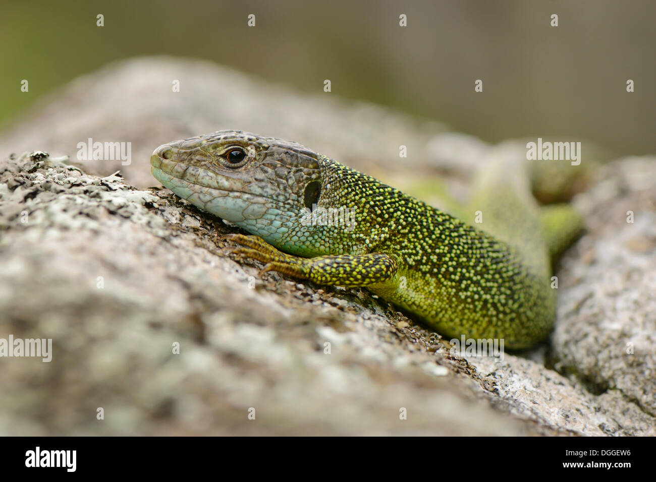 Lézard vert occidental (Lacerta bilineata), mâle adulte au soleil sur un rocher, Lavertezzo, Valle Verzasca, Canton Tessin, Suisse Banque D'Images