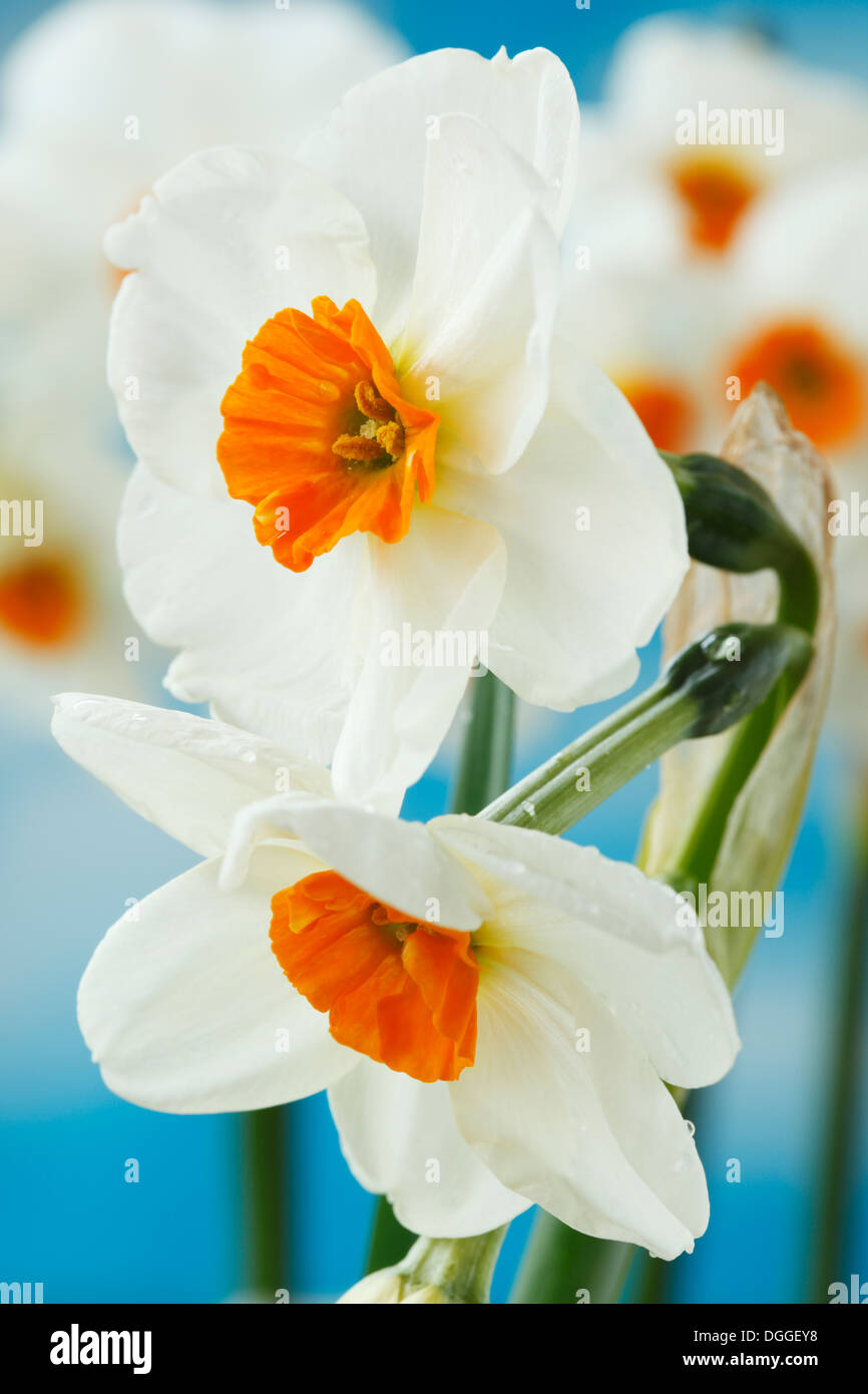 Narcissus 'Geranium' AGM Jonquille Div. 8 avril Tazetta Banque D'Images