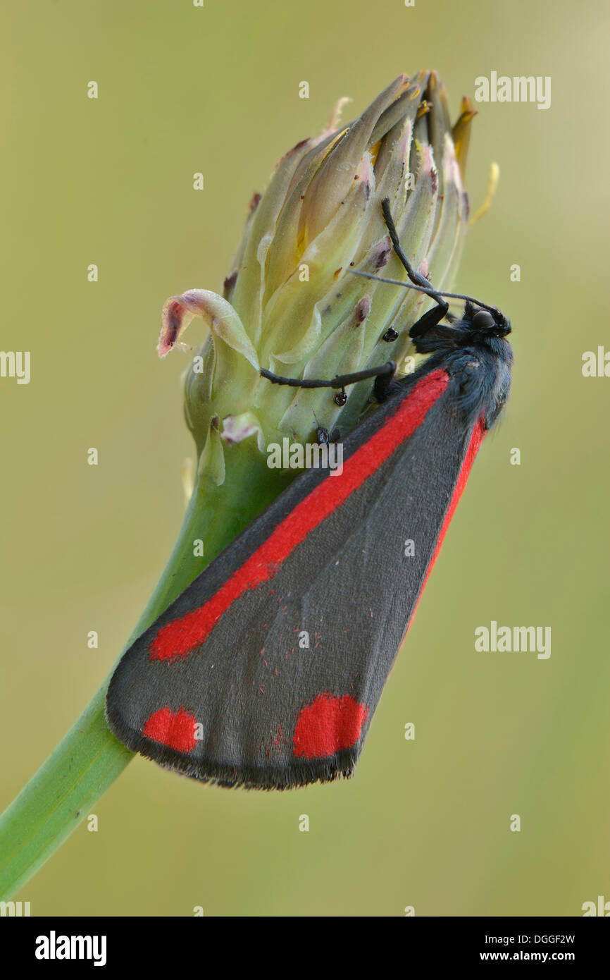 Le cinabre (Tyria jacobaeae), perché sur un bouton floral, Münsterland, Rhénanie du Nord-Westphalie, Allemagne Banque D'Images