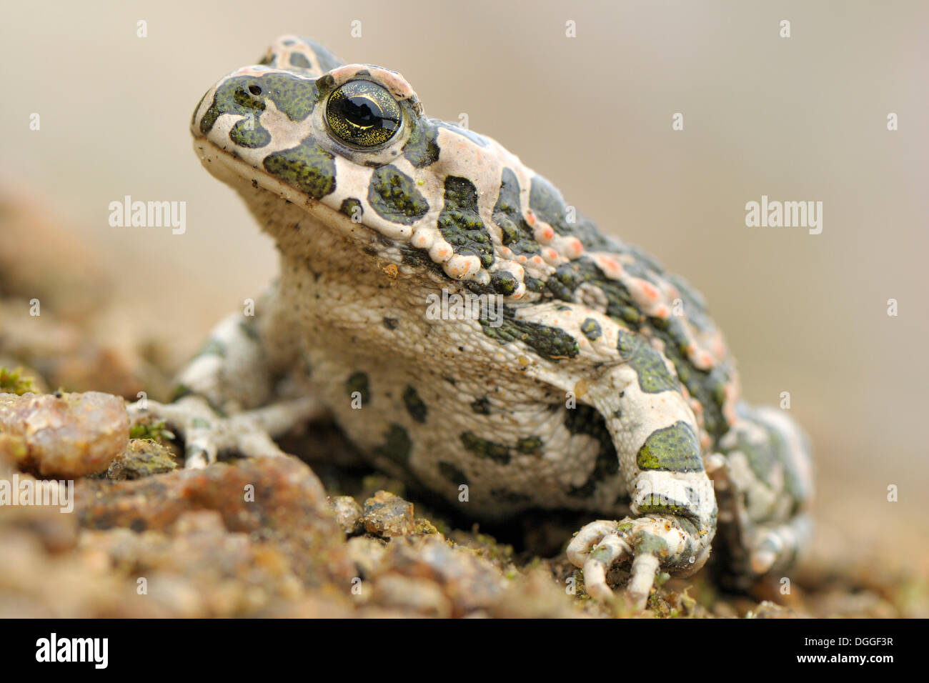 Crapaud vert (Bufo viridis), adulte, Bornholm, Danemark Banque D'Images