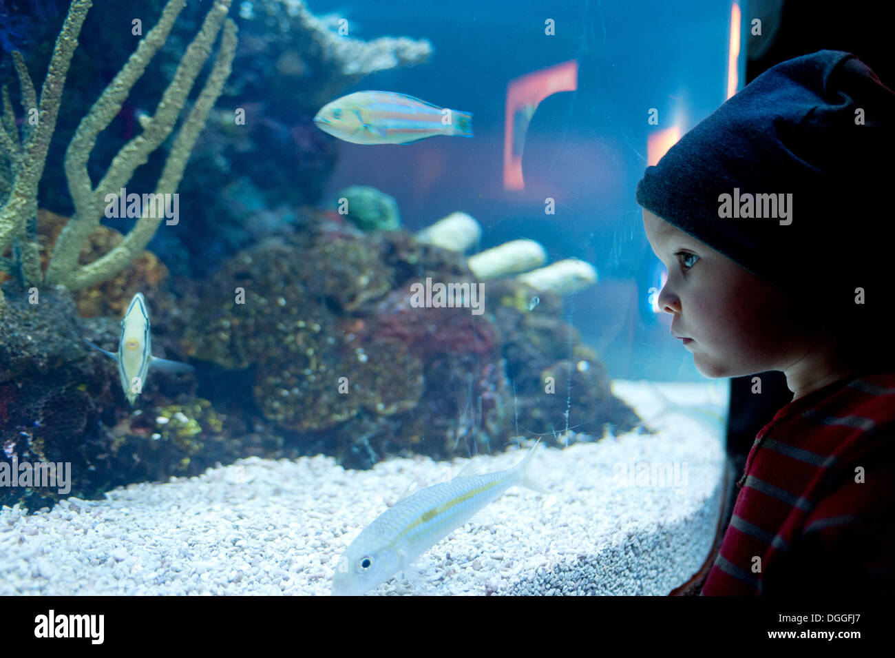 Jeune garçon à la recherche de poissons dans aquarium Banque D'Images