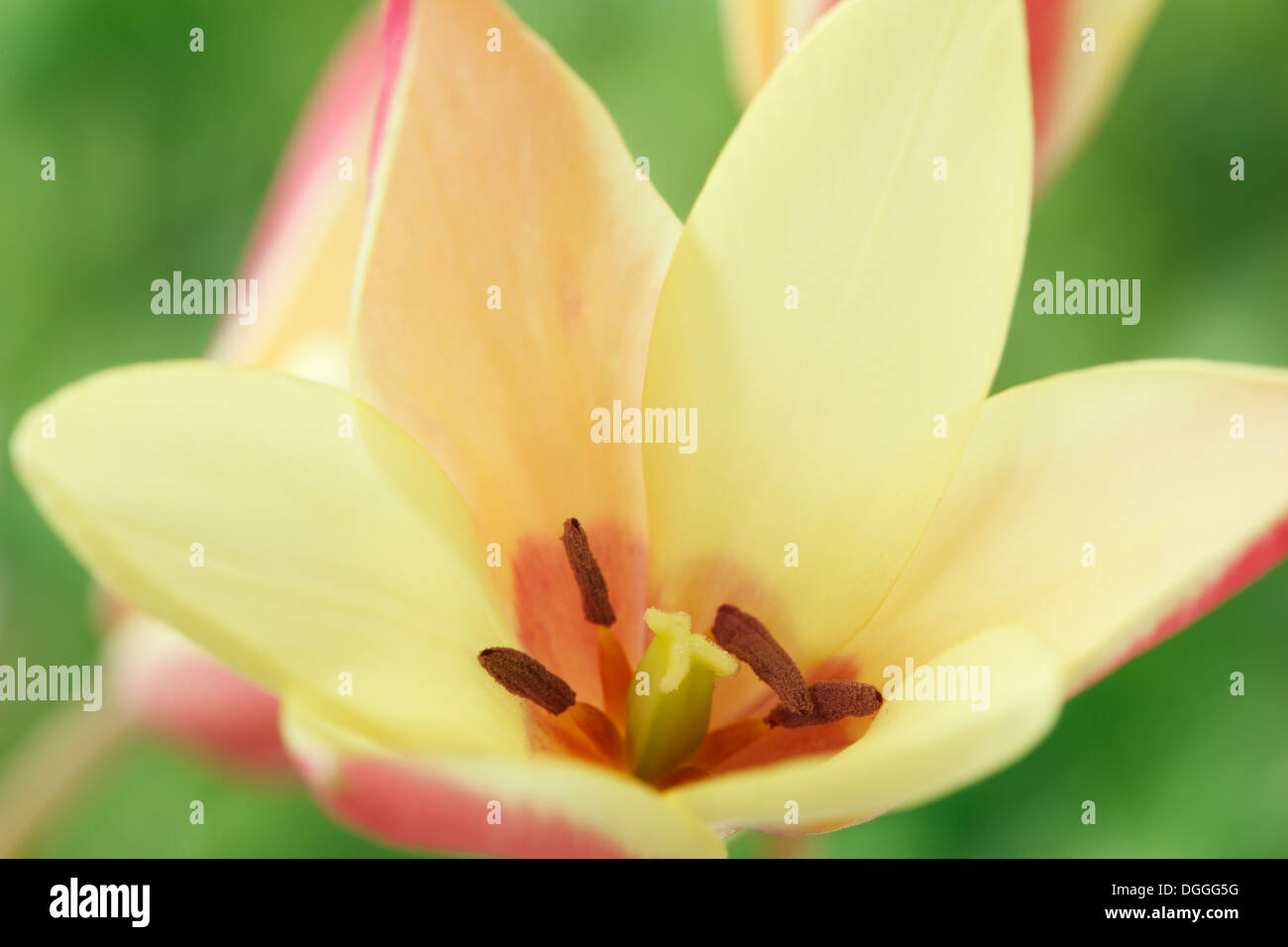 Tulipa clusiana 'Cynthia' AGM Lady tulip tulip Divers Avril Banque D'Images