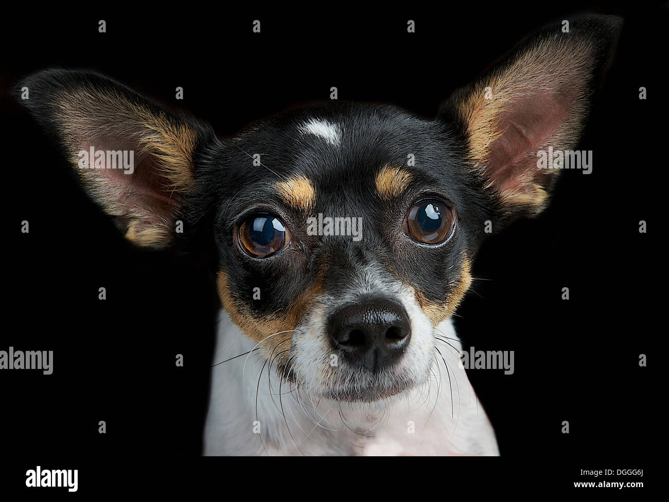 Portrait de studio de toy-terrier Banque D'Images