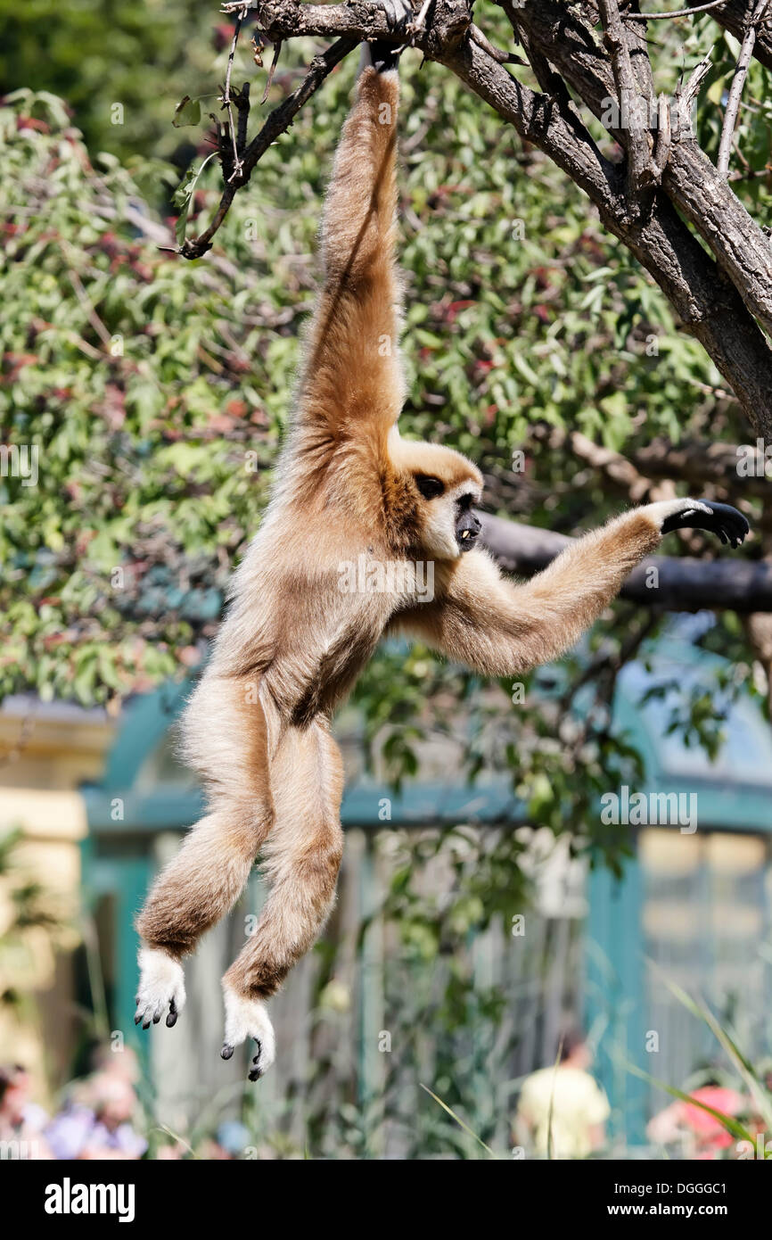Gibbons ou blanc-remis Gibbon (Hylobates lar) se balançant de branche en branche, le Zoo de Schönbrunn Tiergarten, Vienne, Vienne Banque D'Images