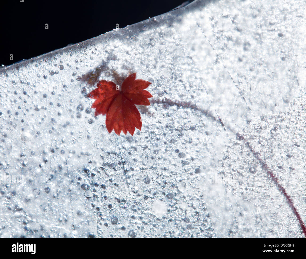 Plantes gelés - fraise sauvage asile gelée dans la glace, changement de saisons concept Banque D'Images