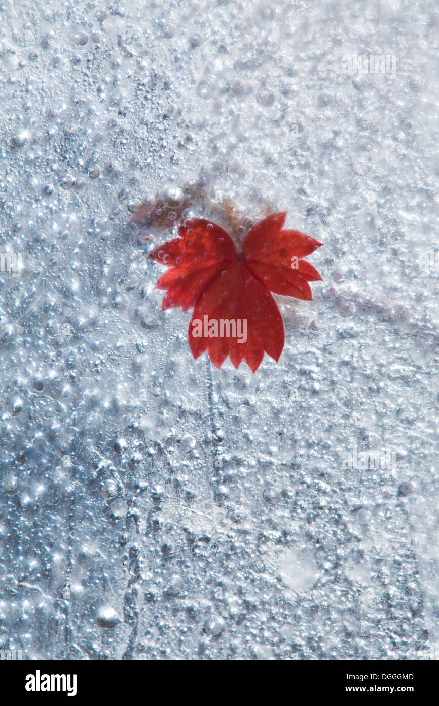 Plantes gelés - fraise sauvage asile gelée dans la glace, changement de saisons concept Banque D'Images