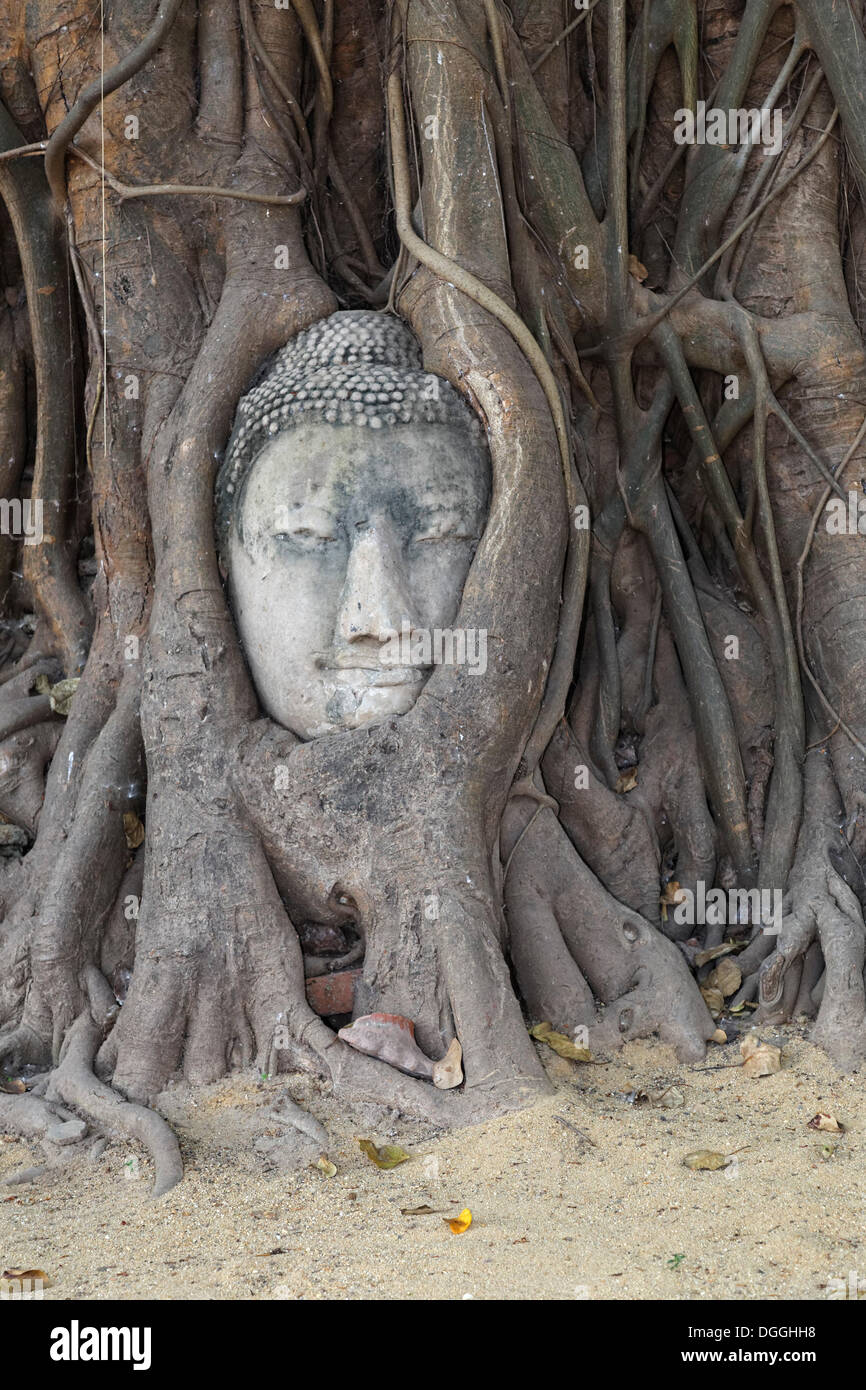 Détachée de la tête de Bouddha recouvertes par un arbre, ruines du temple de Wat Mahathat, Phra Nakhon Si Ayutthaya, Ayutthaya, province d'Ayutthaya Banque D'Images