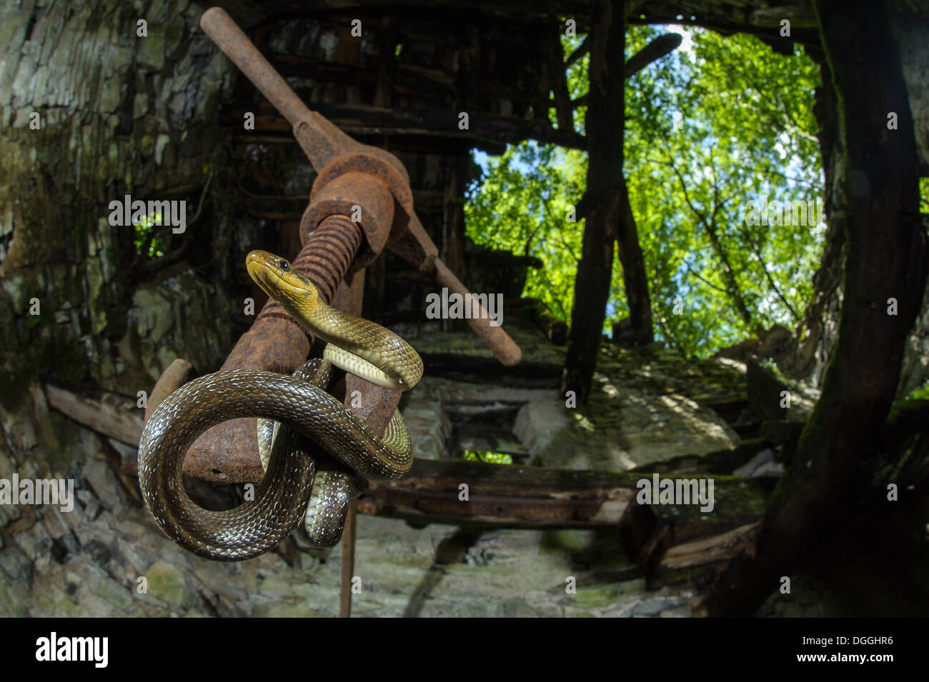 Zamenis longissimus Aesculapian Snake (adultes), enroulés sur métal rouillé à l'intérieur ancien moulin à eau, Italie, juin Banque D'Images