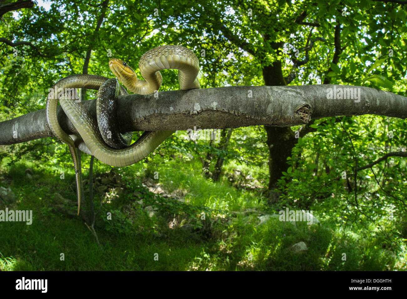 Zamenis longissimus Aesculapian Snake (adultes), enroulé sur une branche en habitat boisé, Italie, juin Banque D'Images