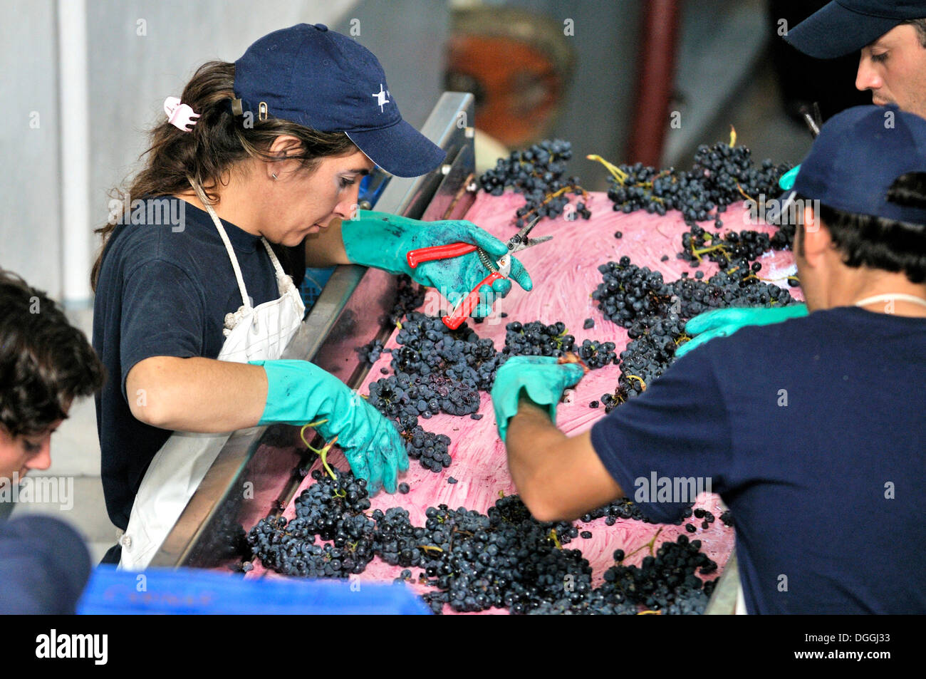 Vintage de Syrah sur le vignoble Carinae, avant le processus de fermentation, les raisins sont triés des tests de qualité et de Banque D'Images