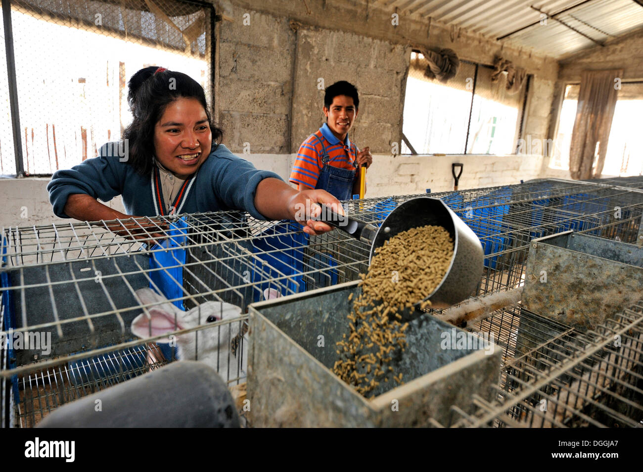 Jeune femme se nourrir les lapins dans les installations d'élevage de lapin pour la mobilité, Mateo Quinto, Puebla, Mexique, Amérique Centrale Banque D'Images