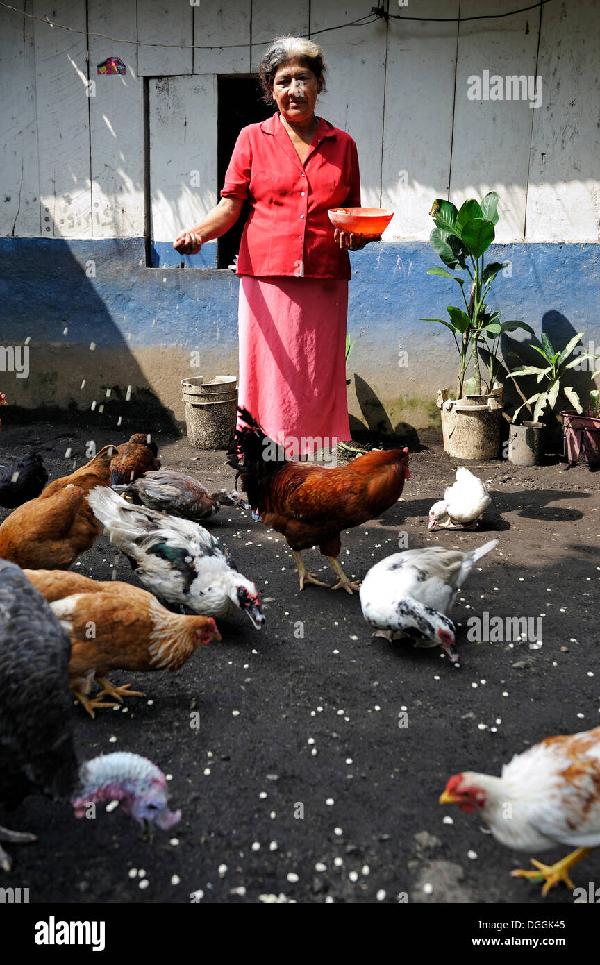 Femme, 58, nourrir les poulets avec des grains de maïs, la Sabaneta, Masaya, Nicaragua Banque D'Images