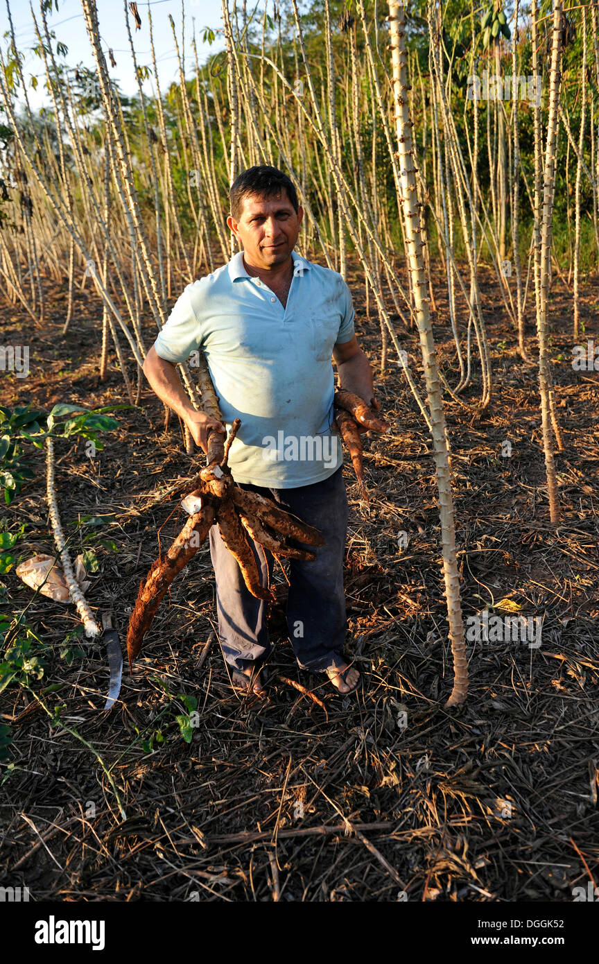 Agriculteur de la récolte du manioc ou les racines de manioc, San Gregorio, département de Caaguazú, Paraguay Banque D'Images