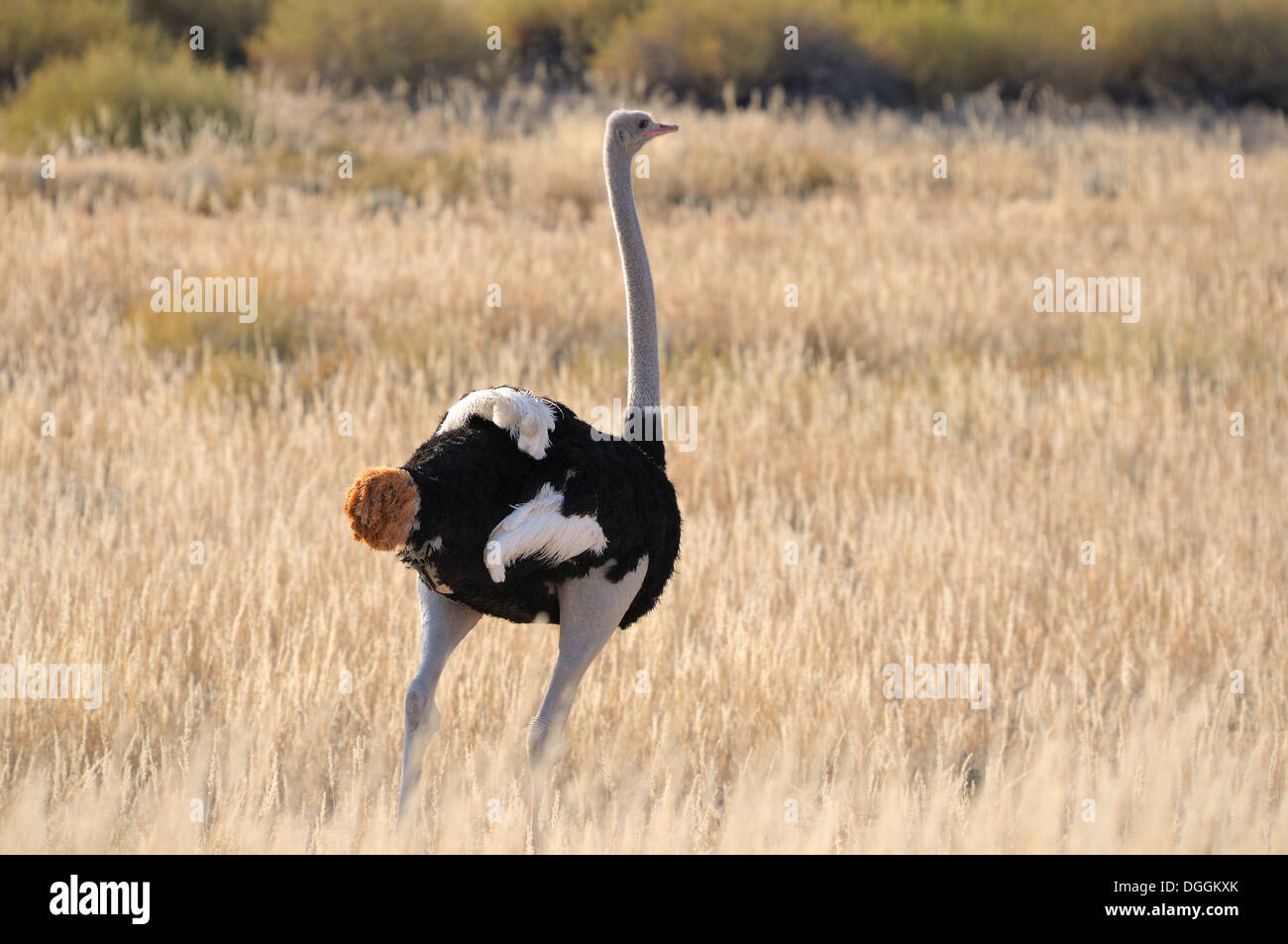 Une autruche mâle dans le parc transfrontalier de Kgalagadi, Afrique du Sud Banque D'Images