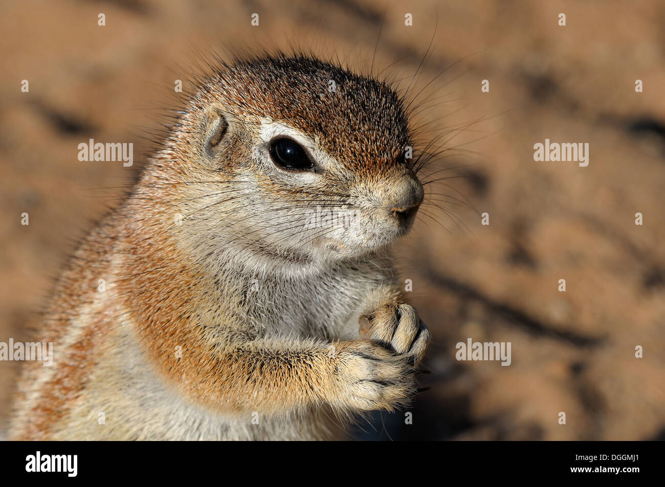 (Ha83 Inauris). Photo prise à Mata Mata dans le parc transfrontalier de Kgalagadi, Afrique du Sud Banque D'Images