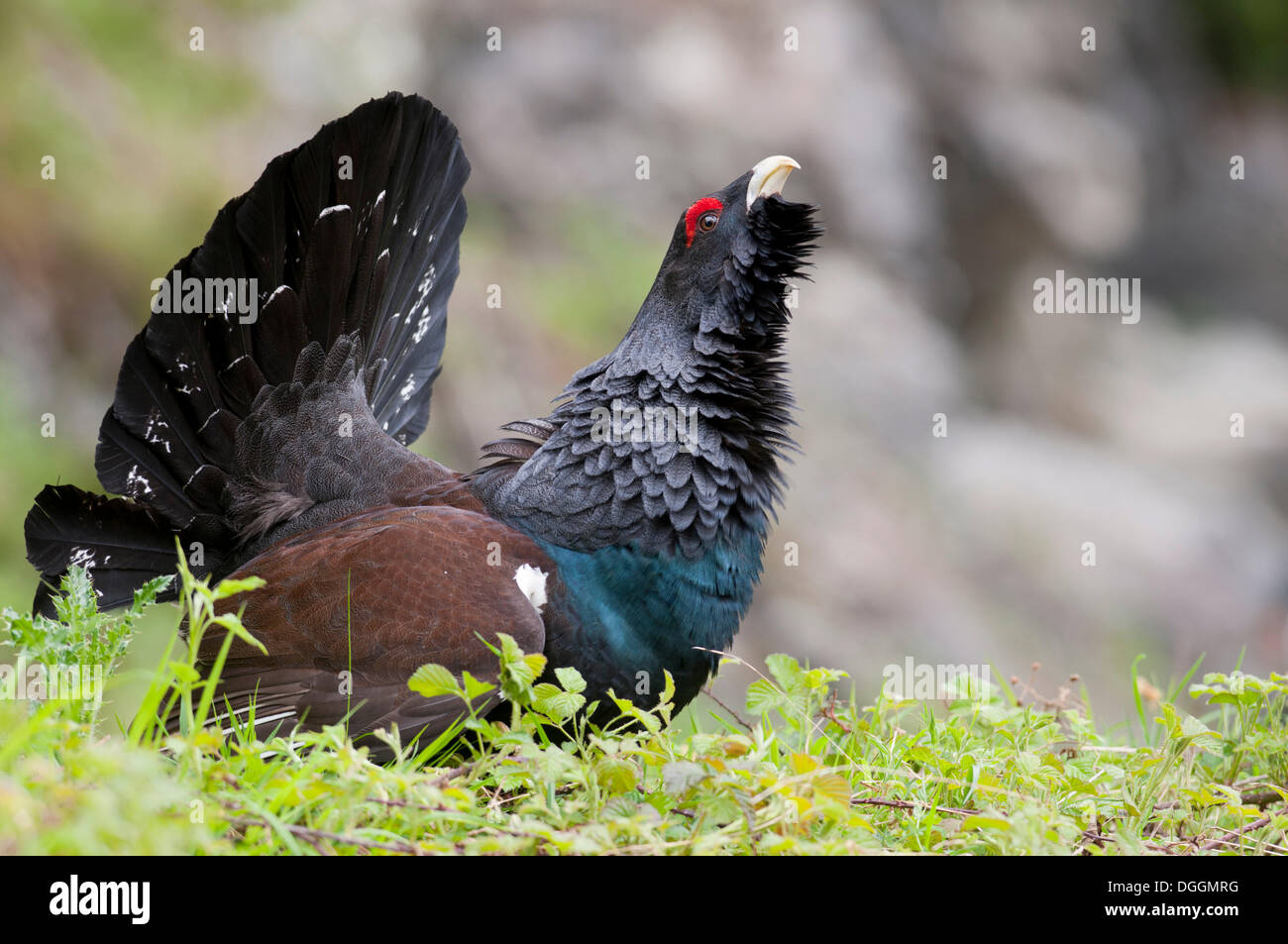Épingle De Cravate Chasse – Grand Tétras / Coq De Bruyère – Occasion