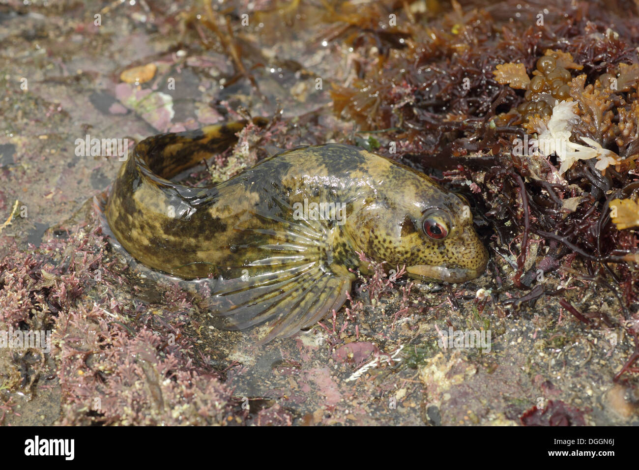 (Lipophrys pholis ulvaire deux-lignes) des œufs sous gardiennage adultes rock découverte à marée basse l'île de Purbeck Kimmeridge Bay Dorset Angleterre peuvent Banque D'Images