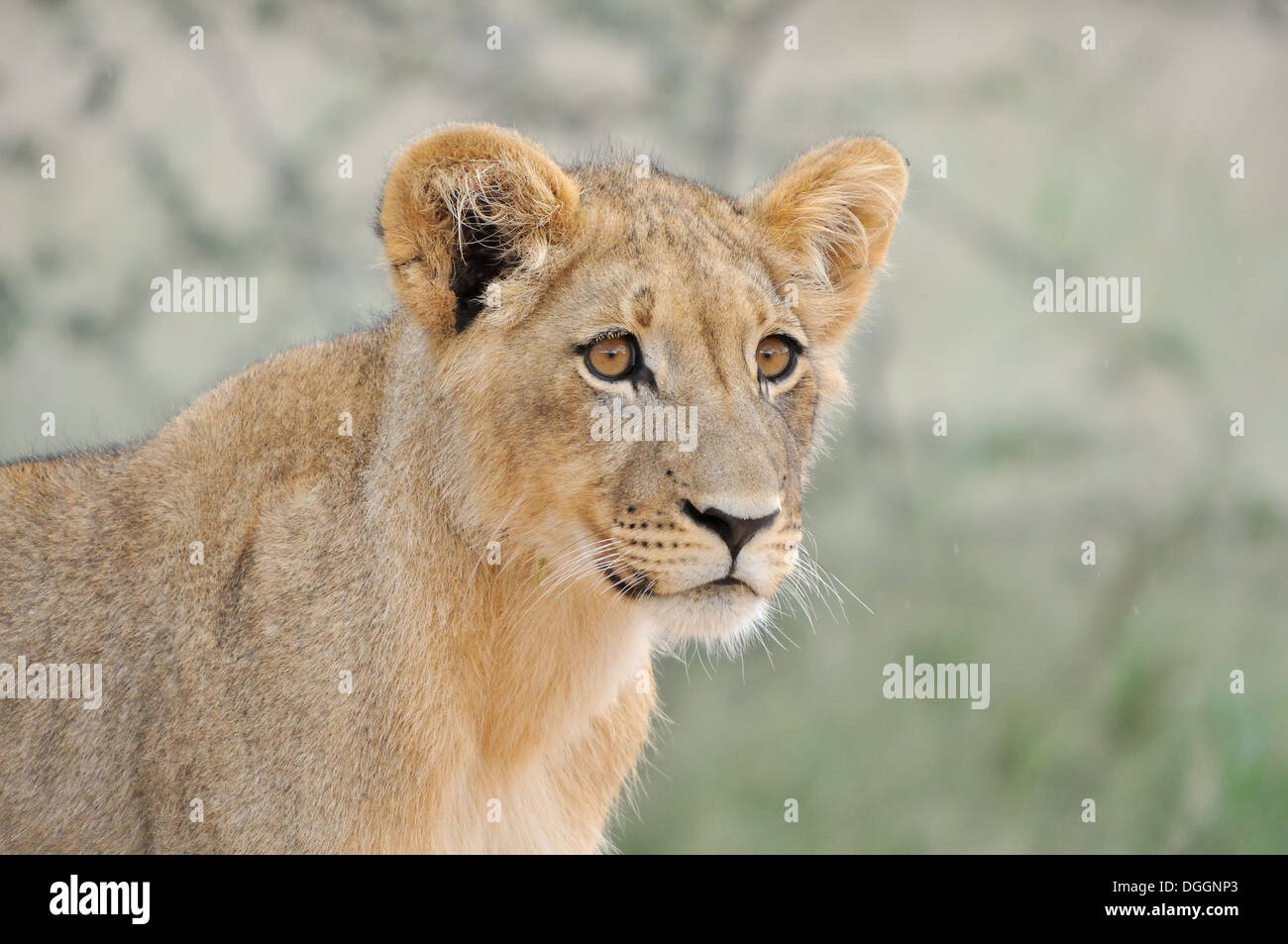 Un lion cub, Kgalagadi Transfrontier Park. Banque D'Images