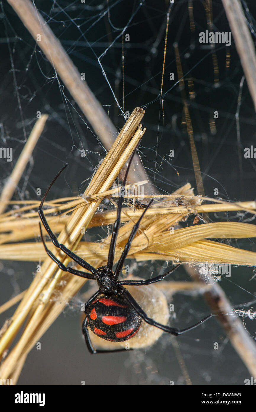 Veuve noire, de la Méditerranée (Latrodectus tredecimguttatus) femelle adulte, avec sac sur le web, Toscane, Italie, Août Banque D'Images