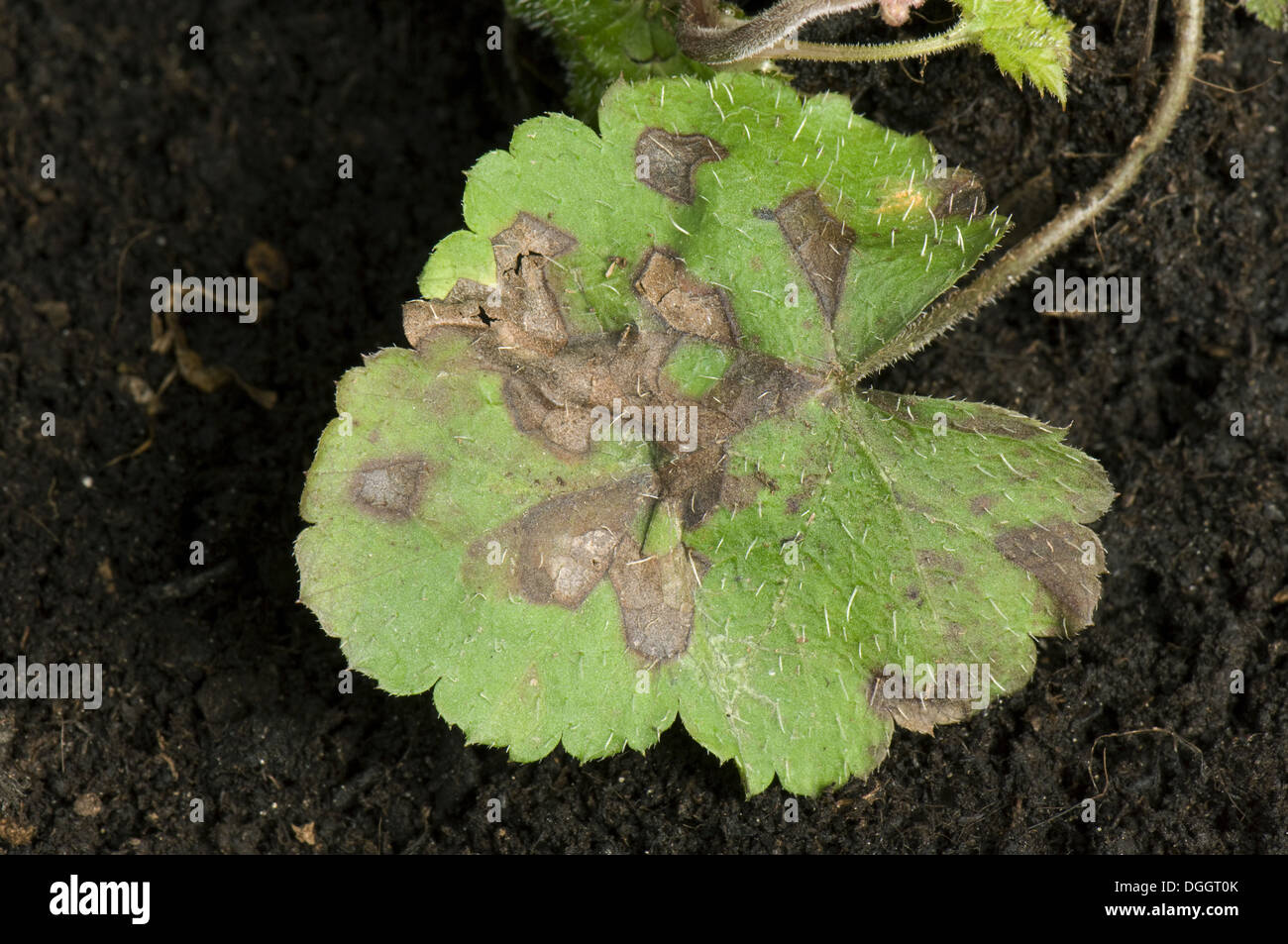 Nématode foliaire, Aphelenchoides spp., angulaire sur l'apparition de taches sur les feuilles les feuilles de l'anémone d'ornement Banque D'Images