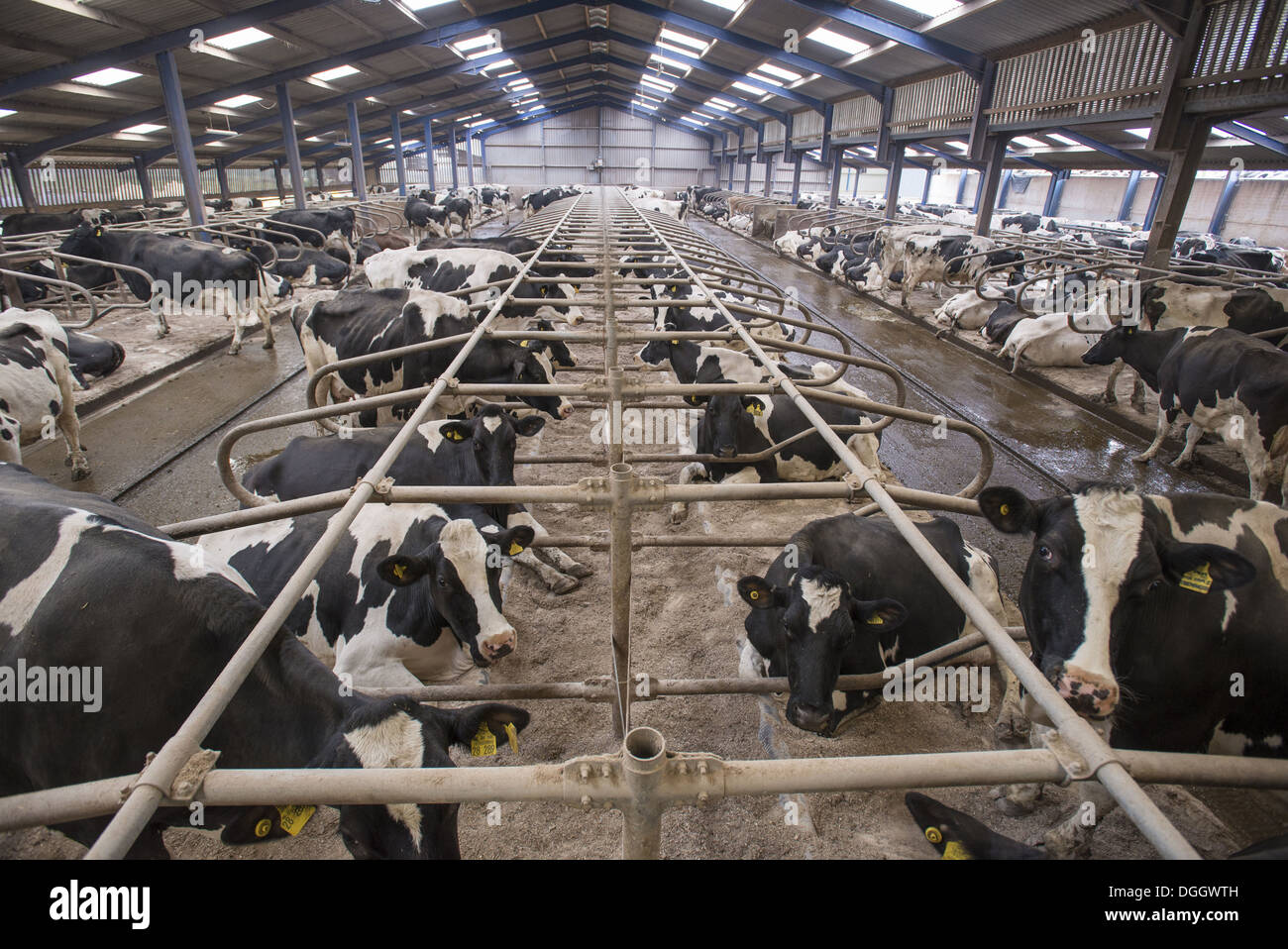 Laitières, vaches Holstein dans la logette avec matelas en caoutchouc et de  sciure literie, Lancashire, Angleterre, avril Photo Stock - Alamy