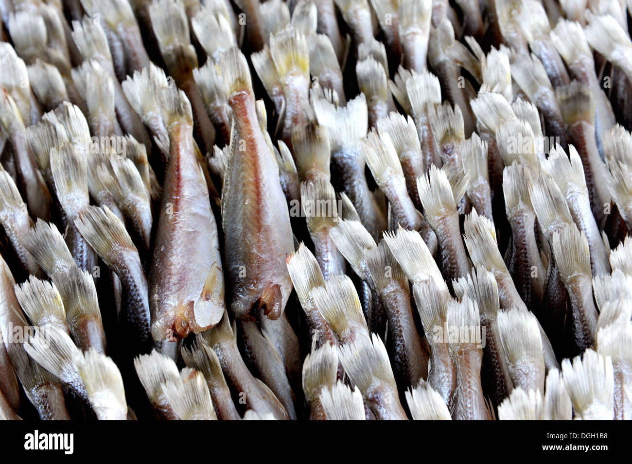 Séchage du poisson sous le soleil dans la province de Krabi, Thaïlande Banque D'Images