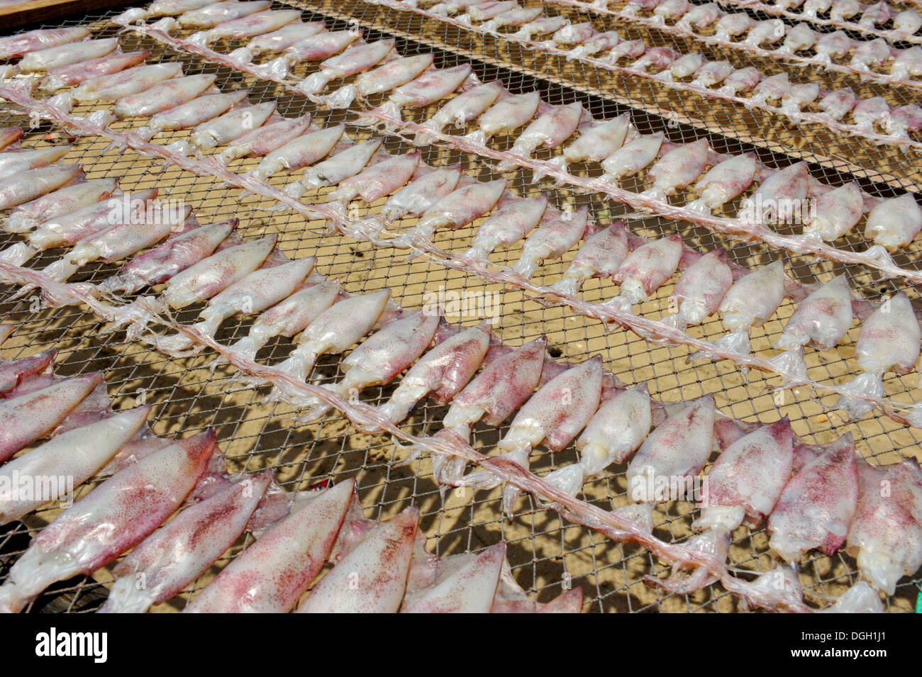 Squid séchage sous le soleil sur la plage (Pranburi Thaïlande ) Banque D'Images