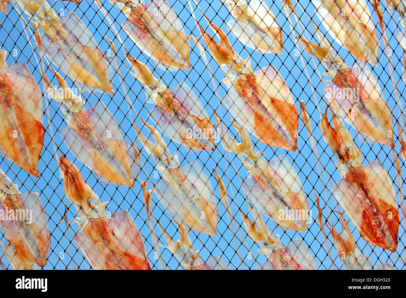 Squid séchage sous le soleil sur la plage (Pranburi Thaïlande ) Banque D'Images