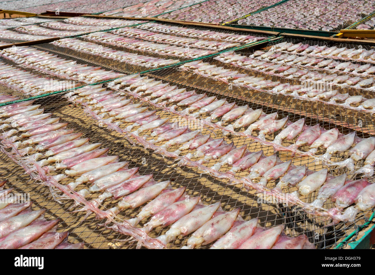 Squid séchage sous le soleil sur la plage (Pranburi Thaïlande ) Banque D'Images