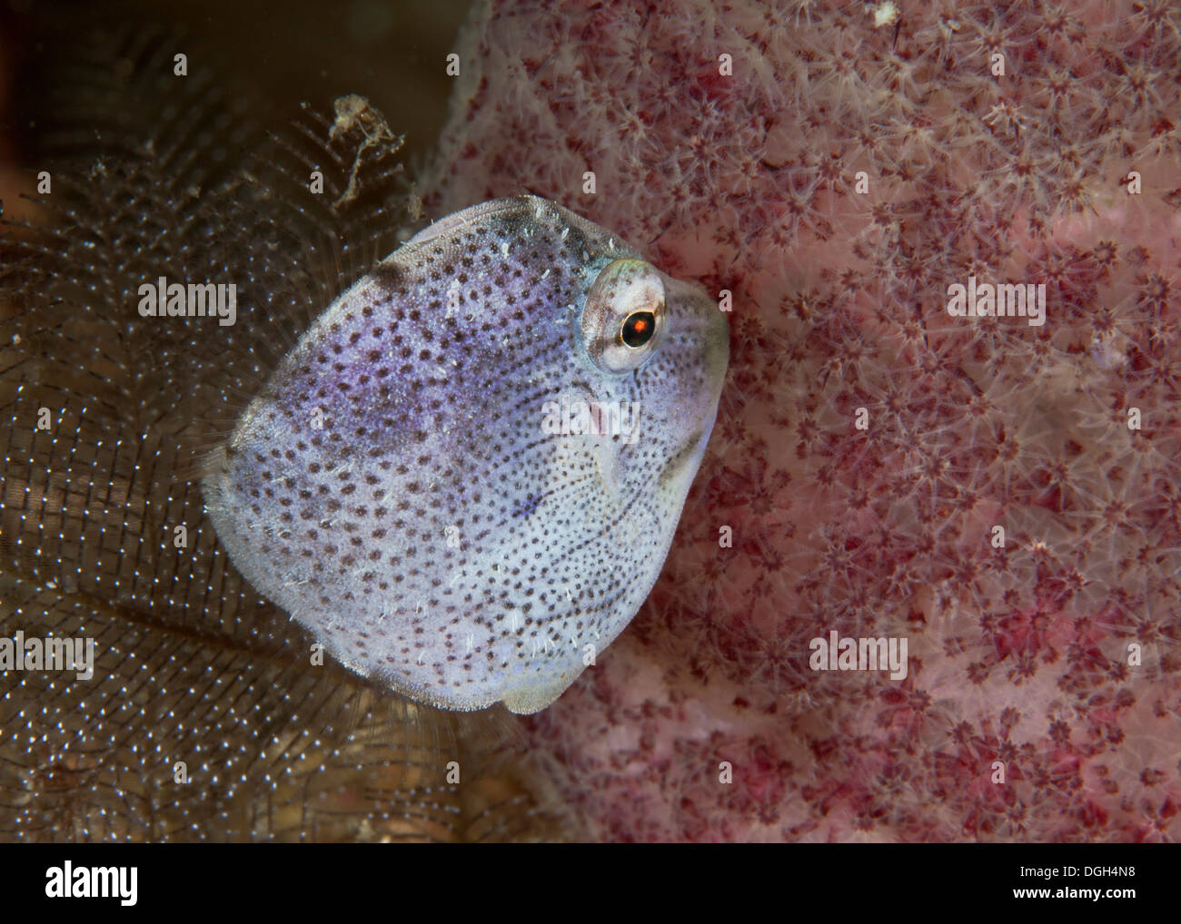 Anglefish Pomacanthadae juvéniles (peut-être). Banque D'Images