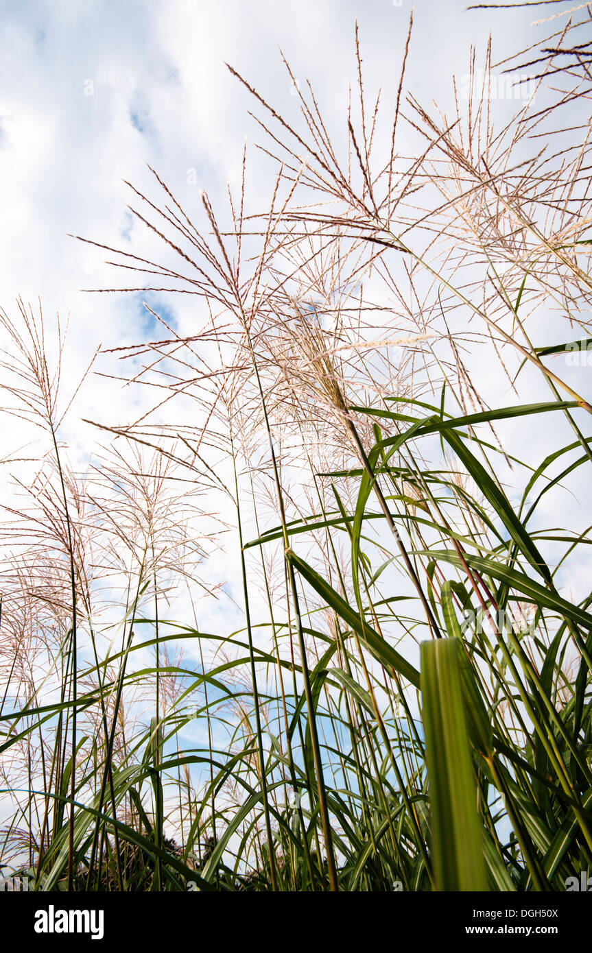 MISCANTHUS SINENSIS SILBERFEDER Banque D'Images