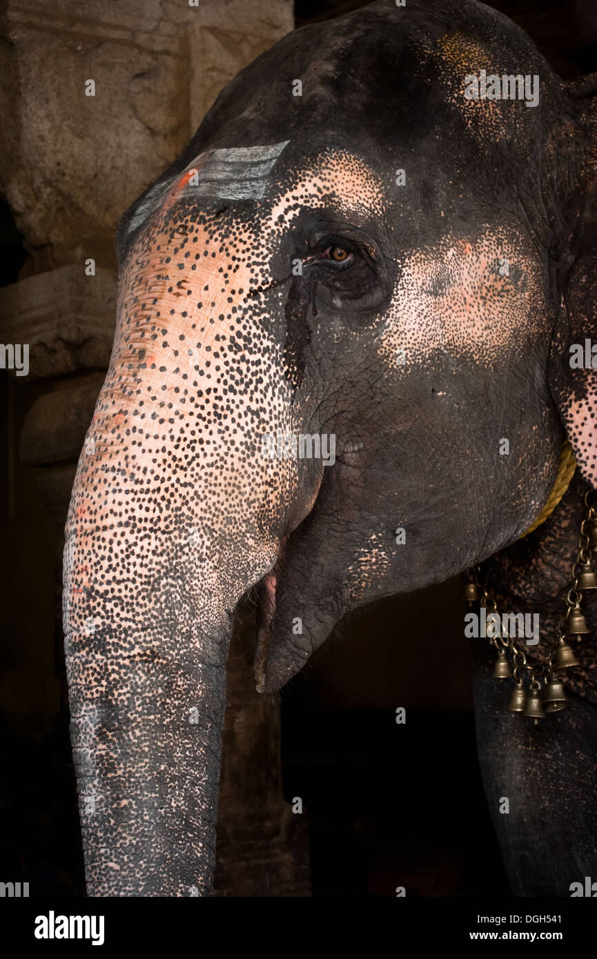 Avec l'éléphant peint symboles religieux bénédictions pèlerins au temple hindou. L'Inde du Sud, Tamil Nadu Banque D'Images