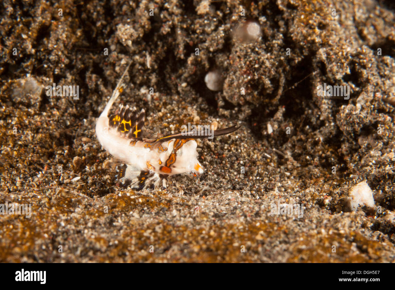 Orange et Noir (kuiteri Dactylopus Dragonet), stade larvaire, dans le Détroit de Lembeh au large de l'île de Sulawesi, en Indonésie. Banque D'Images