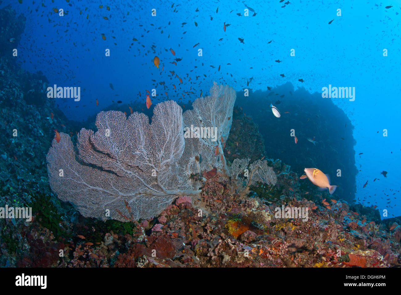Seafan gorgones sur Verde Island, Philippines. Banque D'Images