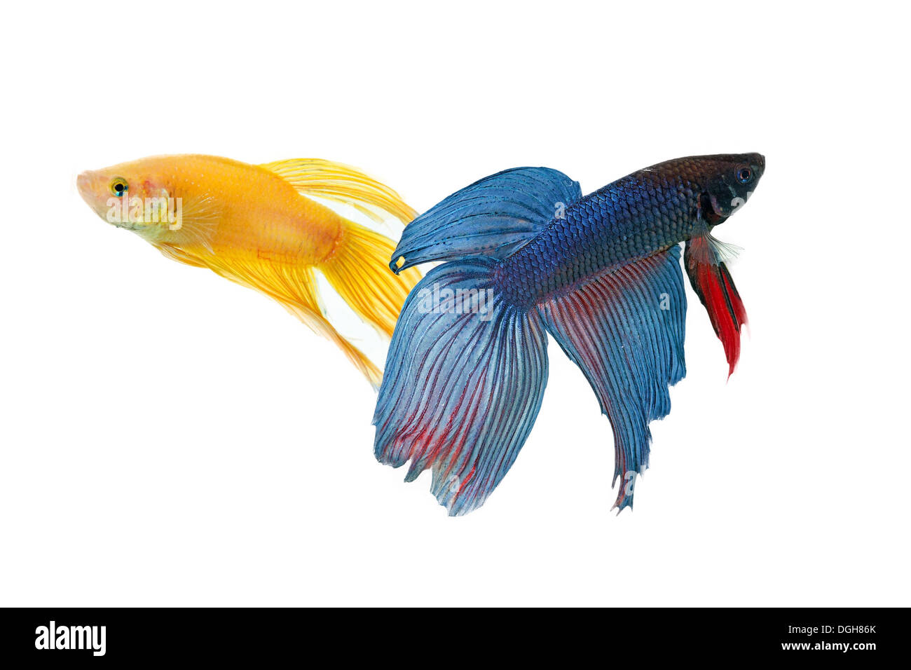 Couple de poissons betta avec réservoir isolé sur fond blanc Banque D'Images