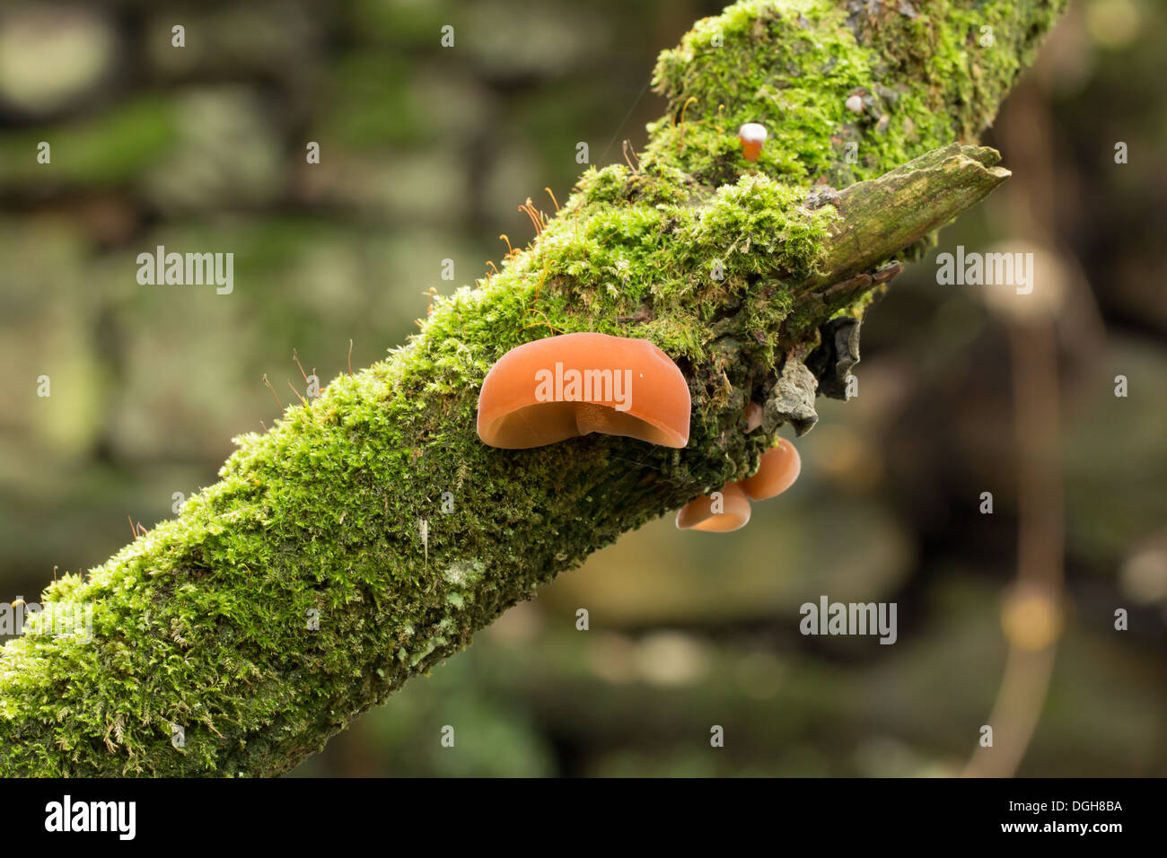 Oreille gelée Auricularia auricula-judae champignons croissant sur une branche surplombant la rivière dans la vallée de Rivelin Rivelin, Sheffield Banque D'Images