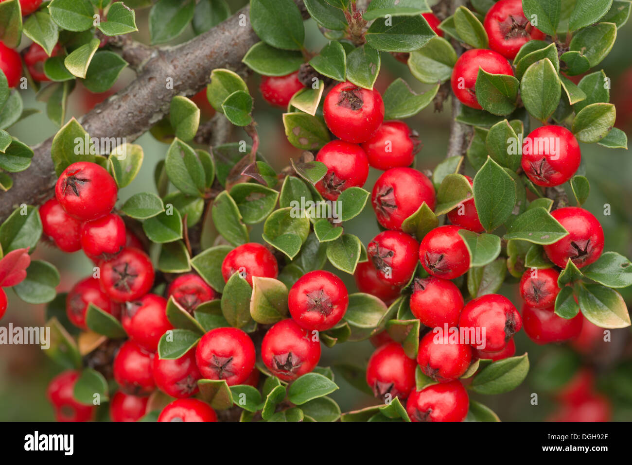 Les lignes de conduite de l'abondance de fruits rouges cottoneaster arbuste un grande source de nourriture pour les oiseaux pendant l'hiver et profondeur de champ Banque D'Images