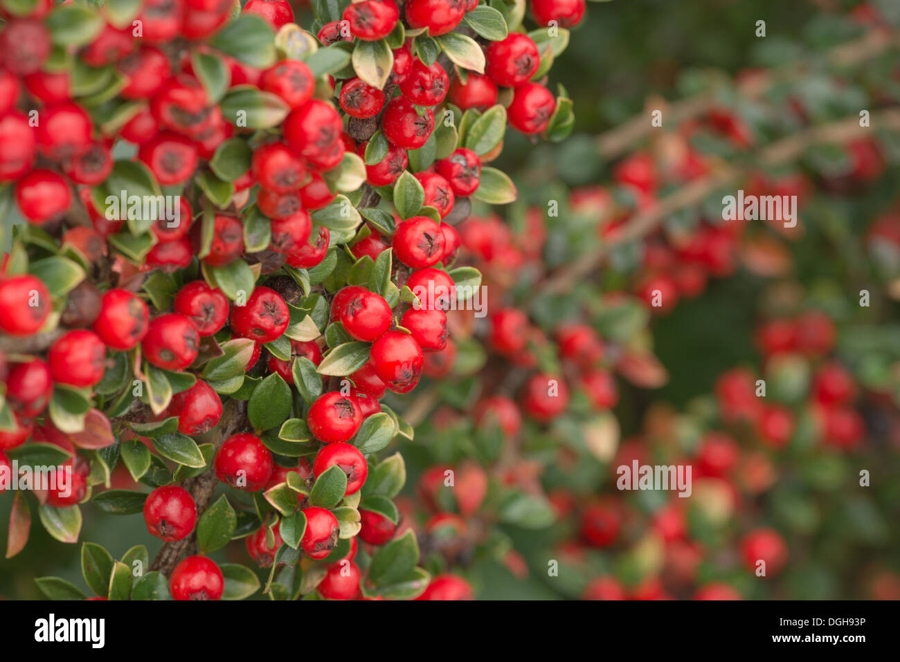 Les lignes de conduite de l'abondance de fruits rouges cottoneaster arbuste un grande source de nourriture pour les oiseaux pendant l'hiver et profondeur de champ Banque D'Images