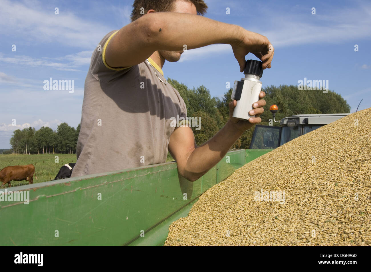 L'avoine (Avena sativa), agriculteur récolte grain récolté dans la remorque d'essai avec le testeur d'humidité, la Suède Banque D'Images