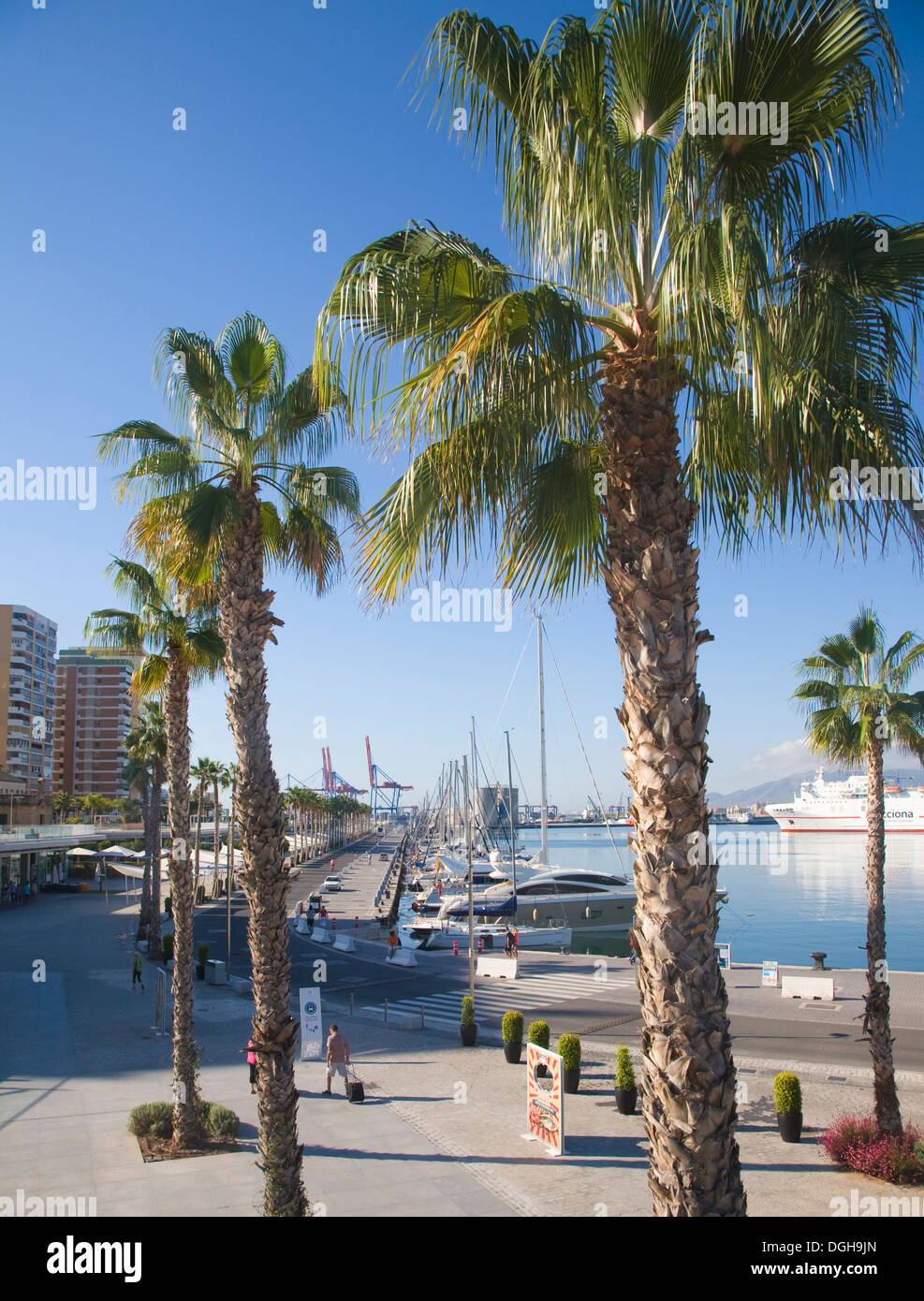 Palmiers dans le développement du nouveau port Muelle Uno à Malaga, Espagne Banque D'Images