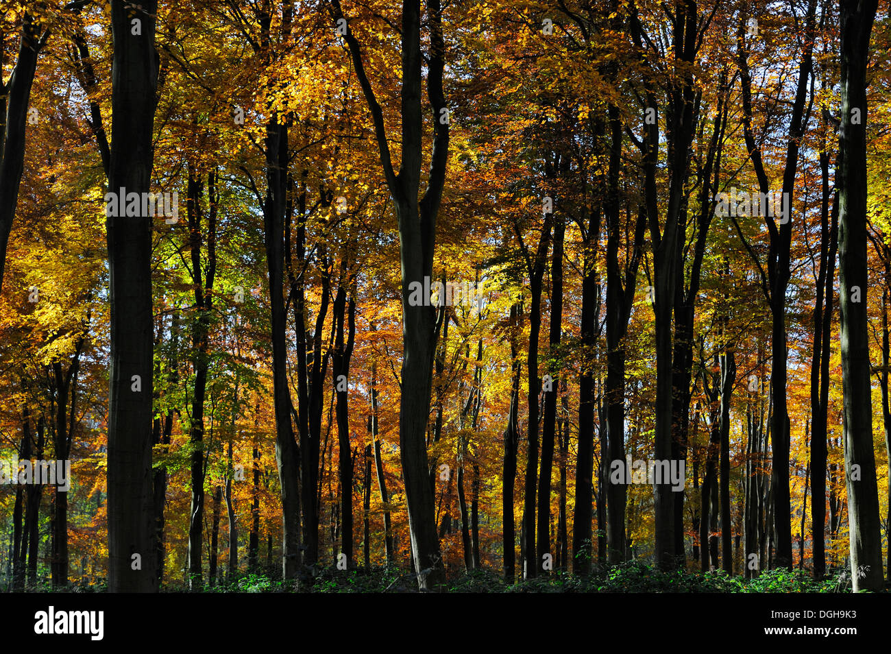 Forêt d’automne Banque D'Images