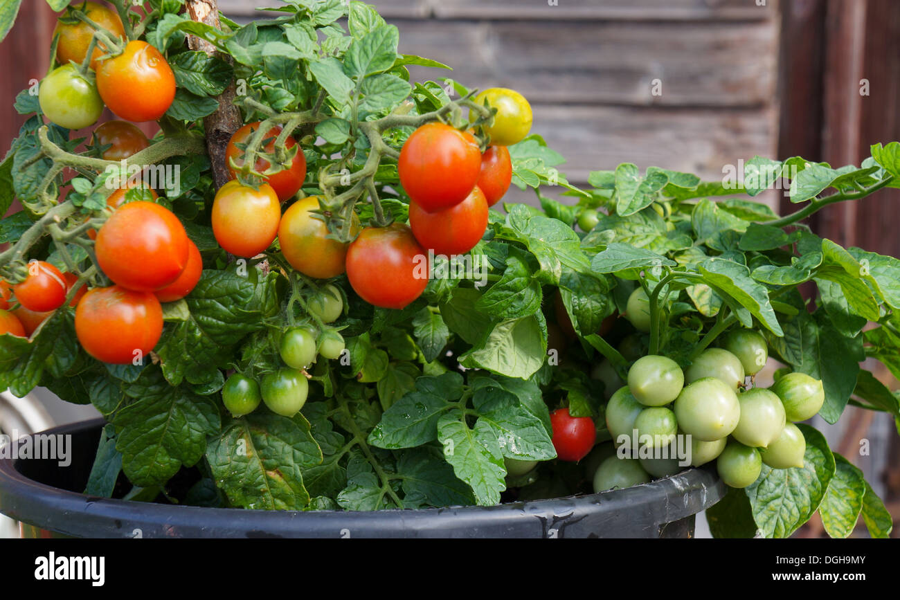 Plant de tomate avec des tomates rouges et vertes Banque D'Images