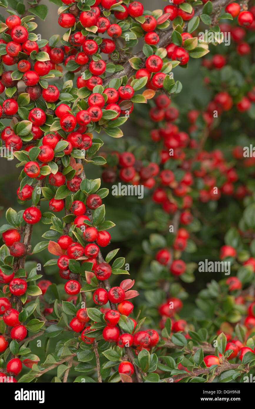 Les lignes de conduite de l'abondance de fruits rouges cottoneaster arbuste un grande source de nourriture pour les oiseaux pendant l'hiver et profondeur de champ Banque D'Images