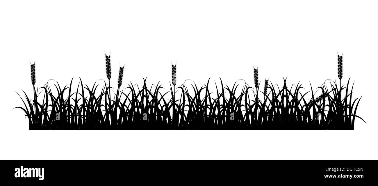 L'élément de conception - silhouette d'herbe et d'épillets. Vecteur EPS10. Banque D'Images