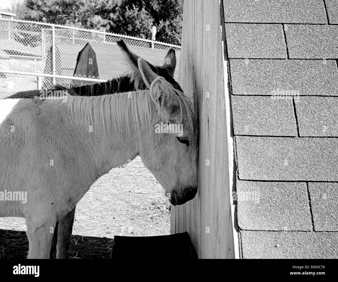 Mulets dans l'ombre dans une ferme en Ontario Banque D'Images