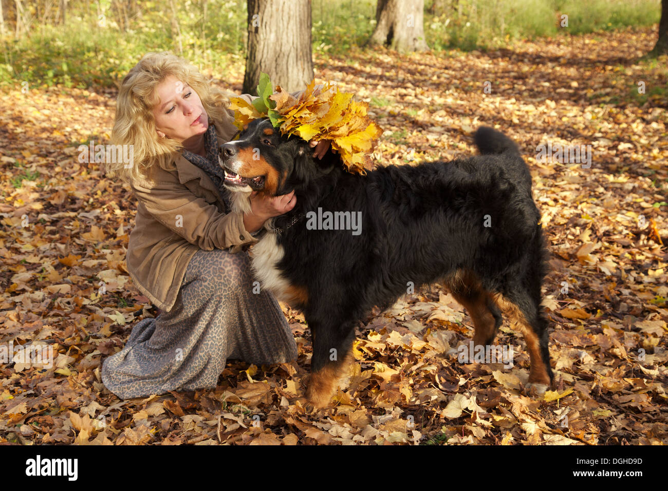 Femme de la Couronne met feuilles jaunes sur son chien Banque D'Images