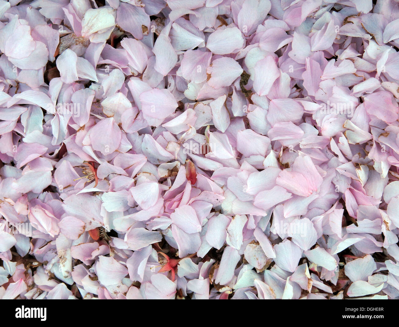 Pétales de fleurs de printemps roses mélangées, Cheshire, Angleterre, Royaume-Uni, WA4 Banque D'Images