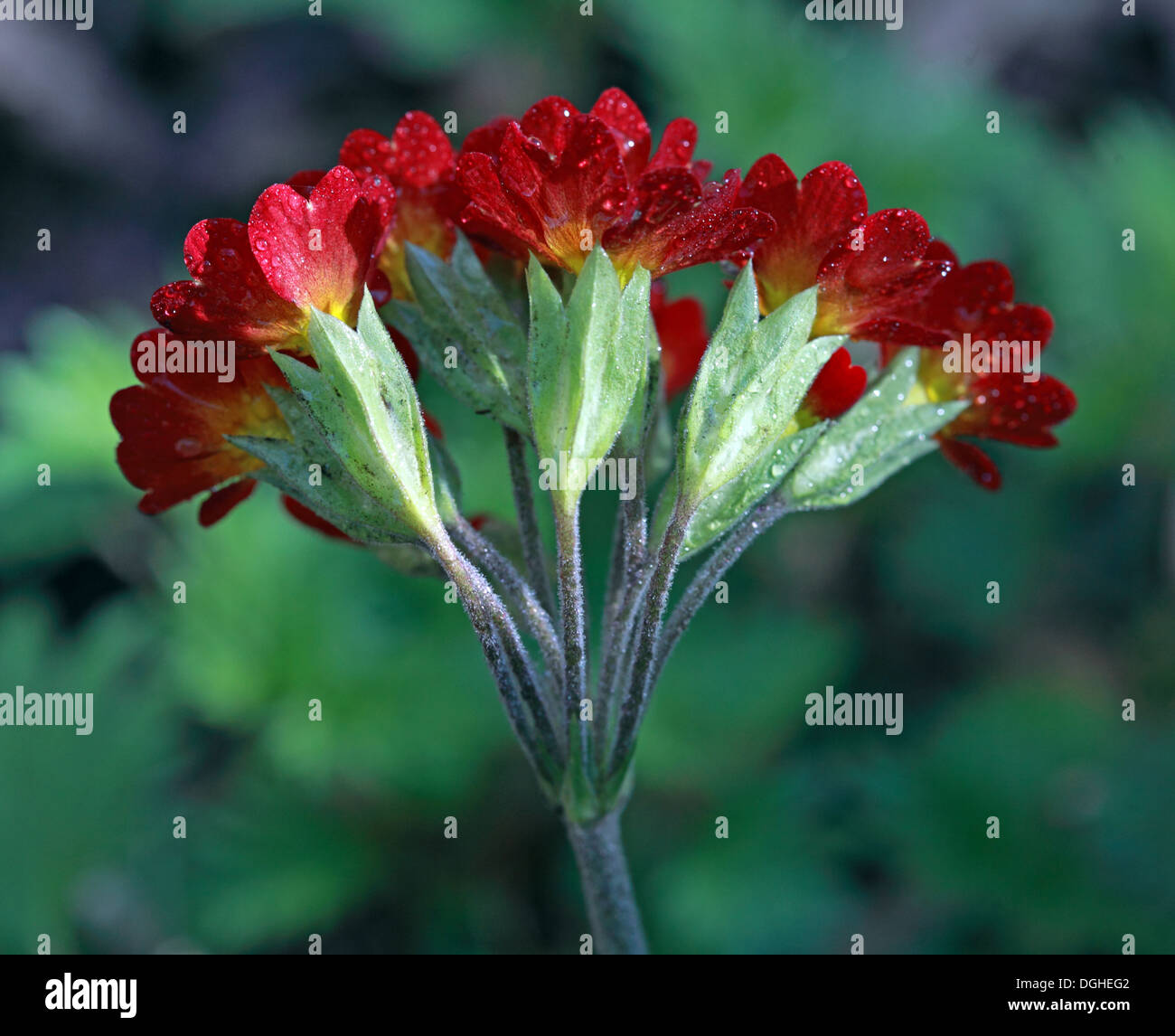 Primula Veris Orange - fleur sauvage rouge, Cheshire, Angleterre du Nord-Ouest, Royaume-Uni - également appelé cow-slip, cow-slip commun, ou primevre de cow-slip Banque D'Images